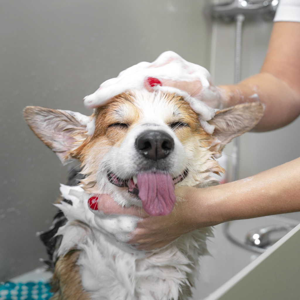 Dog Grooming at Barks & Recreation Pet Suites