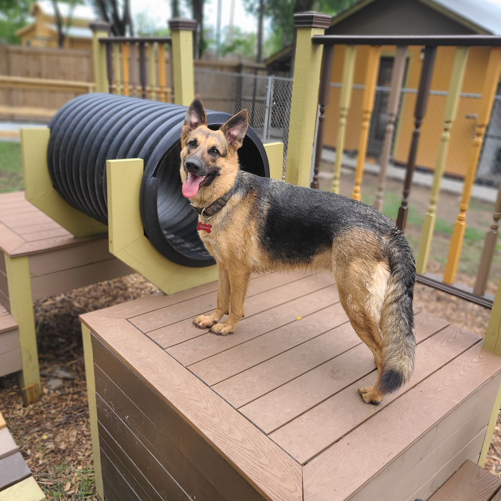 Dog Daycare at Barks & Recreation Pet Suties